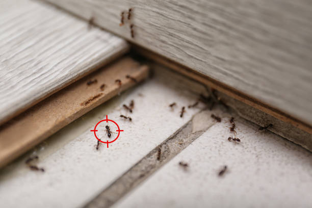Best Termite Control Services  in Salida Del Sol Estates, TX